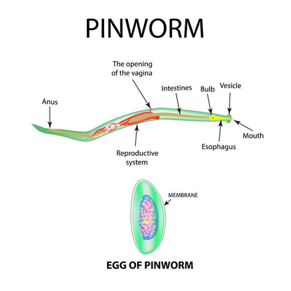 PARASITE CLEANSE Advanced Cleanse and Digestive Supplement, Intestinal Support 2 oz.